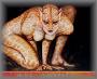 cat_2.jpg 2.6K